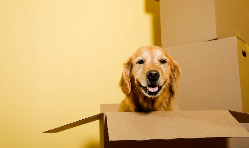 Planning Your Move With Pets Planning Your Move With Pets
