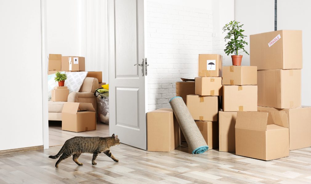 Tips For Moving With Pets Tips For Moving With Pets